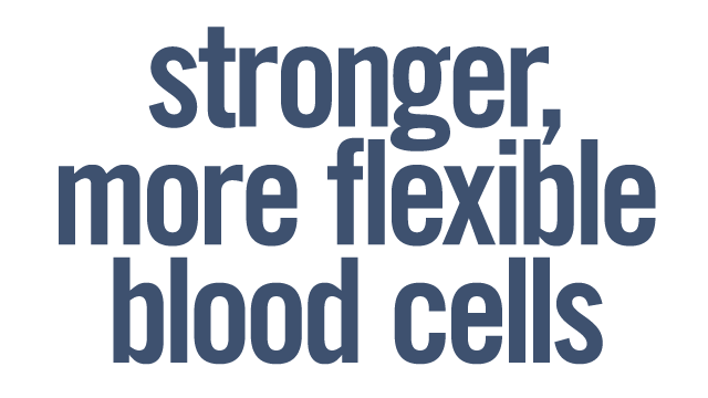 Stronger, More Flexible Blood Cell Membranes