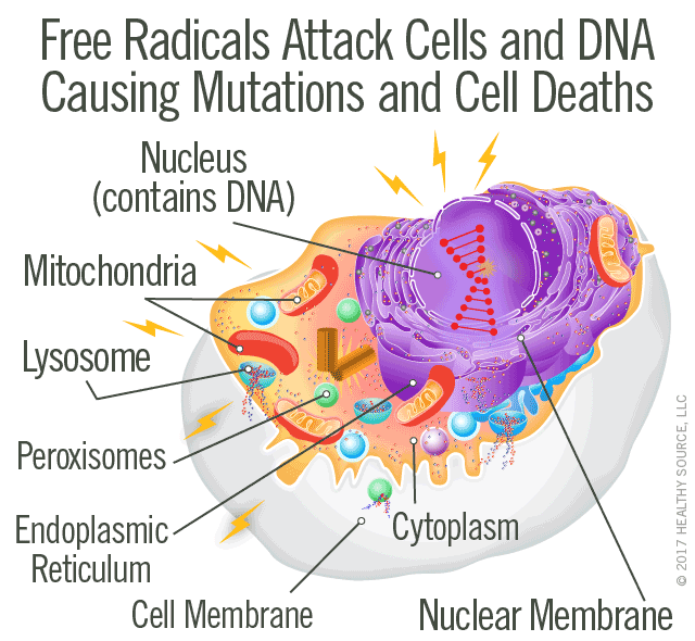 Free radicals attack and destroy cells and their DNA. Diagram shows free radical steals an electron from DNA and thereby damages DNA.