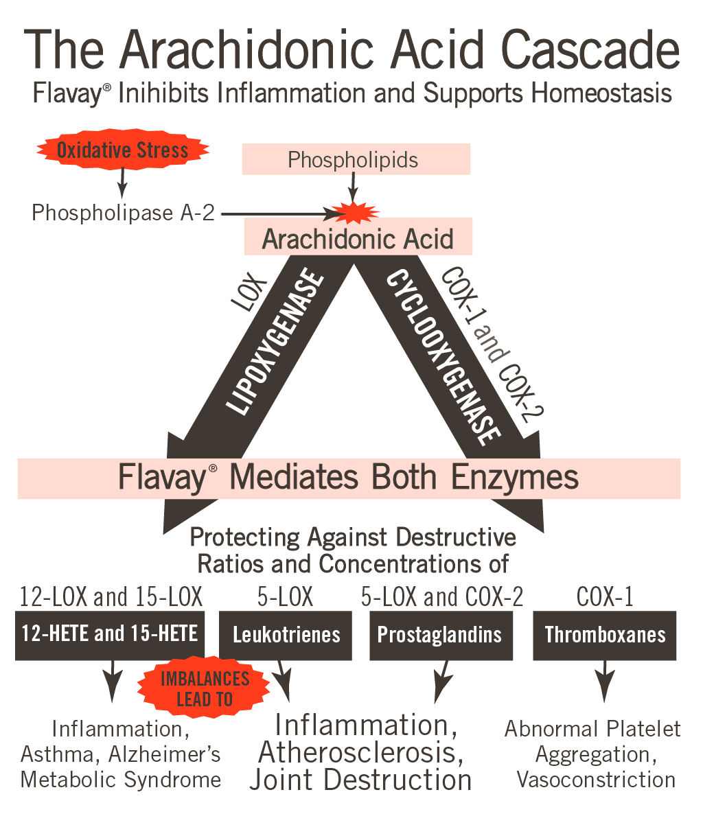 Inhibit the Destructive Cascade of Arachidonic Acid with Flavay. Chart oxidative stress activates phospholipase A-2, PLA2, which activates arachidonic acid in phospholipids in cell membranes. Cascades down two pathways, lipoxygenases (LOX) and cyclooxygenases (COX-1 and COX-2). Protecting against destructive ratios and concentrations of thromboxanes, prostaglandins, leukotrines, 12-Hydroxyeicosatetraenoic acid (12-HETE) and 15-Hydroxyeicosatetraenoic acid (15-HETE). Imbalances of 12-Hydroxyeicosatetraenoic acid (12-HETE) and 15-Hydroxyeicosatetraenoic acid (15-HETE) lead to inflammation, asthma, Alzheimer's, metabolic syndrome. Imbalances of prostaglandins and leukotrines lead to inflammation, atherosclerosis, joint destruction. Imbalances in thromboxanes leads to abnormal platelet aggregation, vasoconstriction.