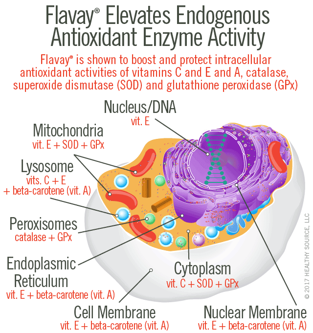 Flavay Improves Endogenous Antioxidant Enzyme Activity. Flavay is shown to boost and protect intracellular antioxidant activities of vitamins C and E, catalase, superoxide dismutase (SOD) and glutathione peroxidase (GPx) Chart shows Nucleus and DNA: vitamin E; Mitochondria: vitamin E and SOD and GPX; Lysosome: vitamins C and E and beta-carotene (vitamin A); Peroxisomes: catalase and GPx; Endoplasmic Reticulum: vitamin E and beta-carotene (vitamin A); Cytoplasm: vitamin C and SOD and GPx; Cell Membrane: vitamin E and beta-carotene (vitamin A); Nuclear Membrane: vitamin E and beta-carotene (vitamin A).