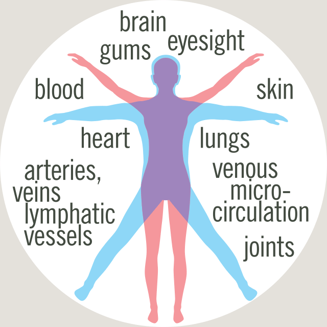 collagen distribution in the body: brain, gums, eyes, blood cells, skin, lungs, venous micro-circulation, joints, arteries, veins, lymphatic vessels