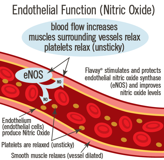 Flavay improves endothelial function and nitric oxide levels in endothelial cells and platelets. Blood flow increases, muscles surrounding vessels relax (vessel dilate), platelets relax (unsticky)