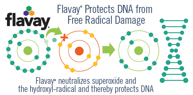 Flavay protects DNA from free radical damage. Flavay neutralizes both superoxide and hydroxyl-radicals.