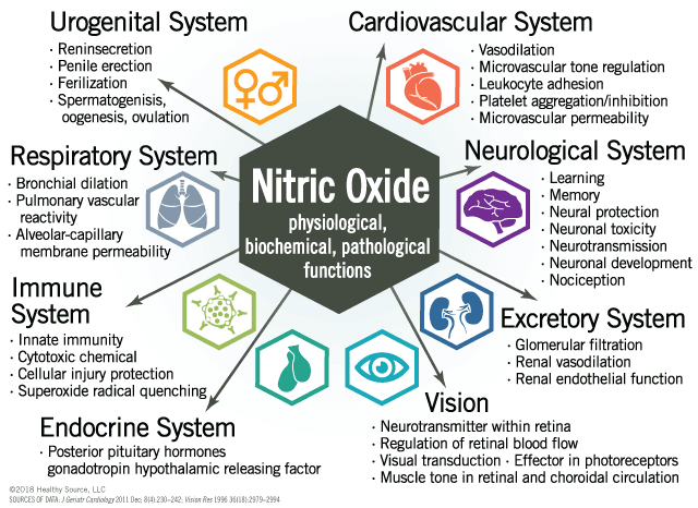 Nitric oxide in physiological, biochemical and pathological systems. Cardiovascular system: - Vasodilation - Microvascular tone regulation - Leukocyte adhesion - Platelet aggregation/inhibition - Microvascular permeability. Neurological system: - Learning - Memory - Neural protection - Neuronal toxicity - Neuronal development - Neurotransmission - Nociception. Excretory system: - Glomerular filtration - Renal vasodilation - Renal endothelial function. Vision: ∙ Neurotransmitter within the retina - Regulation of retinal blood flow - Visual transduction - Effector in photoreceptors - Muscle tone in retinal and choroidal circulation.  Endocrine system: - Posterior pituitary hormones gonadotropin hypothalamic releasing factor. Immune system: - Innate immunity - Cytotoxic chemical - Cellular injury protection - Superoxide radical quenching. Respiratory system: - Bronchial dilation - Pulmonary vascular reactivity
  - Alveolar-capillary membrane permeability. Urogeneital system: - Reninsecretion - Penile erection
  - Ferilization - Spermatogenisis, oogenesis, ovulation.