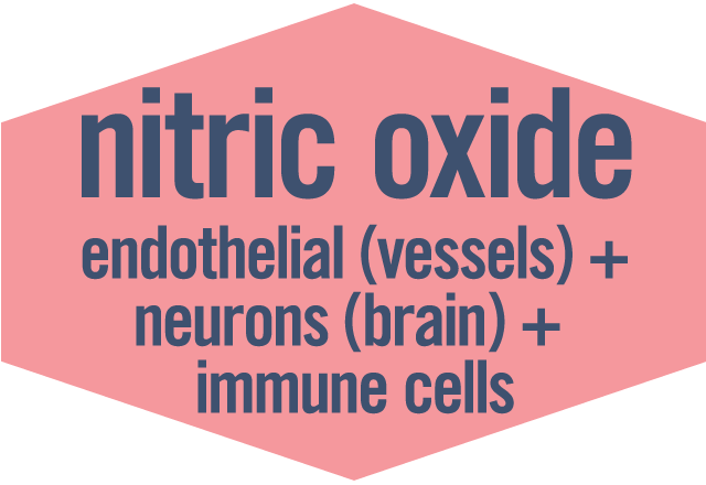 #4 Nitric Oxide:  endothelial (vessels) and neurons (brain) and immune cells